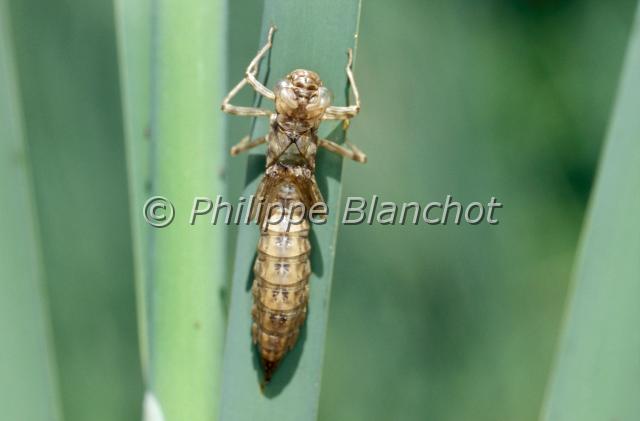 aeshna exuvie.JPG - Aeshna cyanea (exuvie)Aeschne bleueDragonfly, Southern Hawker or Blue darnerOdonata, Anisoptera, AeshnidaeFrance